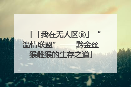 「我在无人区⑧」“温情联盟”——黔金丝猴雌猴的生存之道