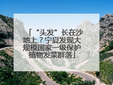 “头发”长在沙地上？宁夏发现大规模国家一级保护植物发菜群落