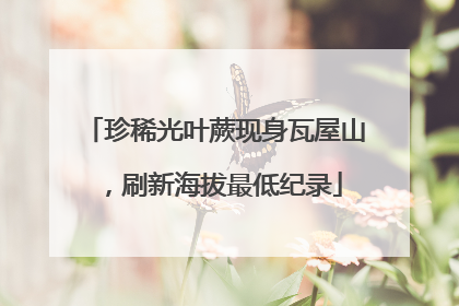 珍稀光叶蕨现身瓦屋山，刷新海拔最低纪录
