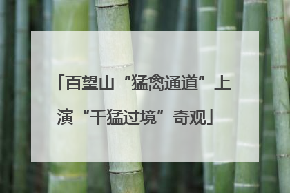 百望山“猛禽通道”上演“千猛过境”奇观