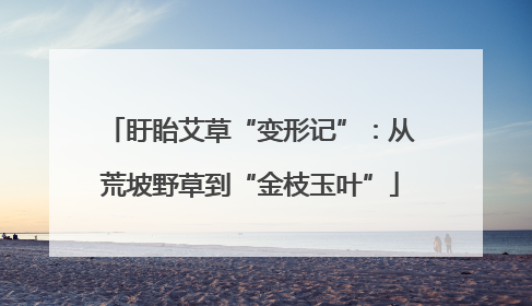 盱眙艾草“变形记”：从荒坡野草到“金枝玉叶”