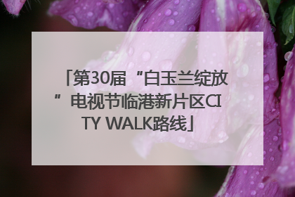第30届“白玉兰绽放”电视节临港新片区CITY WALK路线