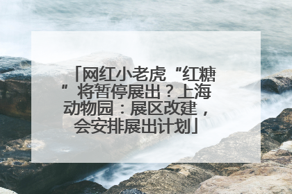网红小老虎“红糖”将暂停展出？上海动物园：展区改建，会安排展出计划