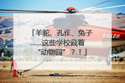 羊驼、孔雀、兔子……这些学校藏着 “动物园”？！