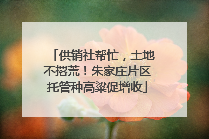 供销社帮忙，土地不撂荒！朱家庄片区托管种高粱促增收
