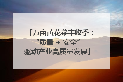 万亩黄花菜丰收季：“质量 + 安全” 驱动产业高质量发展