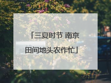 三夏时节 南京田间地头农作忙