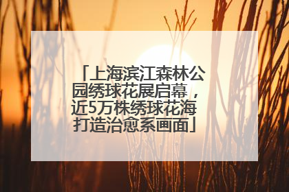 上海滨江森林公园绣球花展启幕，近5万株绣球花海打造治愈系画面