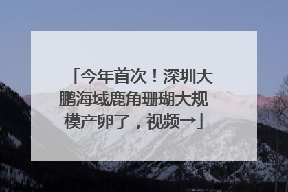今年首次！深圳大鹏海域鹿角珊瑚大规模产卵了，视频→