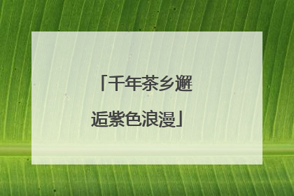 千年茶乡邂逅紫色浪漫
