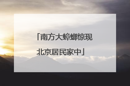 南方大蟑螂惊现北京居民家中