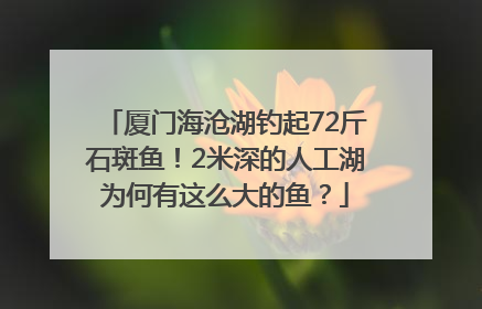 厦门海沧湖钓起72斤石斑鱼！2米深的人工湖为何有这么大的鱼？