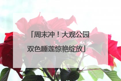 周末冲！大观公园双色睡莲惊艳绽放