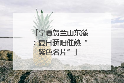 宁夏贺兰山东麓：夏日骄阳催熟“紫色名片”