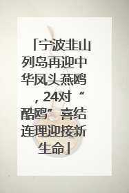 宁波韭山列岛再迎中华凤头燕鸥，24对“酷鸥”喜结连理迎接新生命
