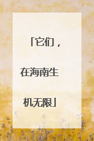 它们，在海南生机无限