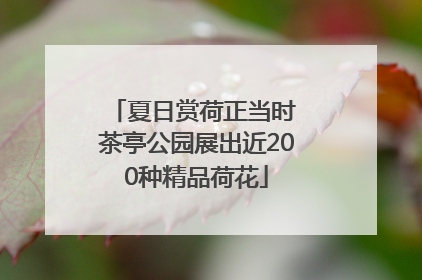 夏日赏荷正当时 茶亭公园展出近200种精品荷花