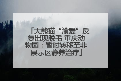 大熊猫“渝爱”反复出现脱毛 重庆动物园：暂时转移至非展示区静养治疗