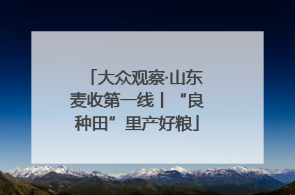 大众观察·山东麦收第一线丨“良种田”里产好粮