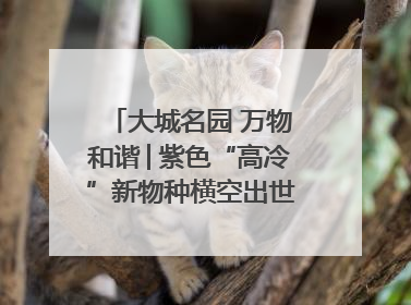 大城名园 万物和谐│紫色“高冷”新物种横空出世，皱褶叶片暗藏进化密码