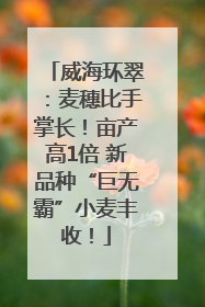 威海环翠：麦穗比手掌长！亩产高1倍 新品种“巨无霸”小麦丰收！