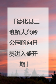 德化县三班镇大兴岭公园的向日葵进入盛开期