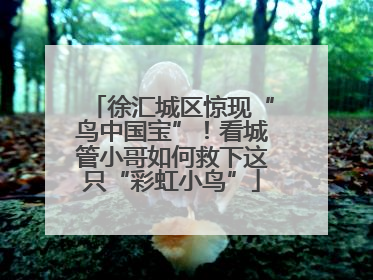 徐汇城区惊现“鸟中国宝”！看城管小哥如何救下这只“彩虹小鸟”