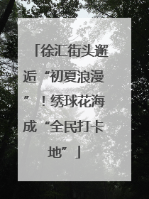 徐汇街头邂逅“初夏浪漫”！绣球花海成“全民打卡地”