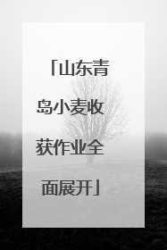 山东青岛小麦收获作业全面展开