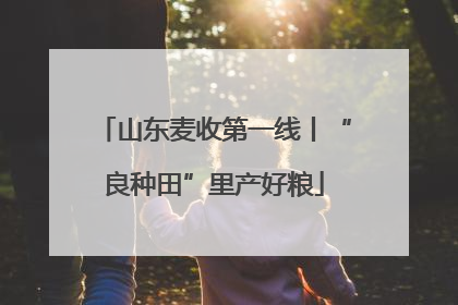 山东麦收第一线丨“良种田”里产好粮