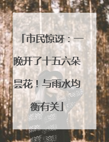 市民惊讶：一晚开了十五六朵昙花！与雨水均衡有关