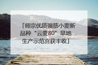 师宗优质强筋小麦新品种“云麦80”旱地生产示范喜获丰收
