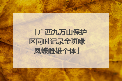 广西九万山保护区同时记录金斑喙凤蝶雌雄个体