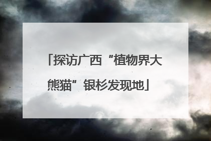 探访广西“植物界大熊猫”银杉发现地