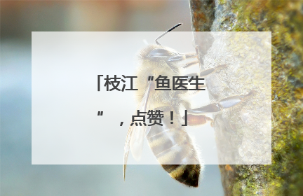 枝江“鱼医生”，点赞！