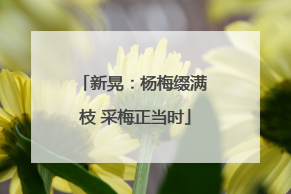 新晃：杨梅缀满枝 采梅正当时