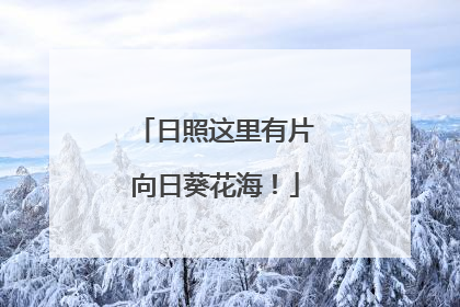 日照这里有片向日葵花海！
