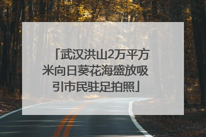 武汉洪山2万平方米向日葵花海盛放吸引市民驻足拍照