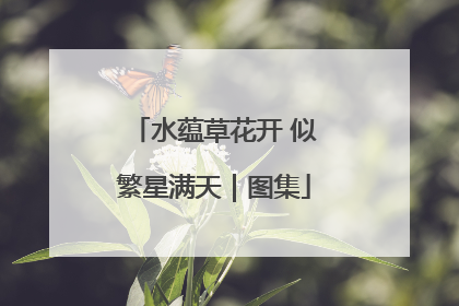 水蕴草花开 似繁星满天｜图集