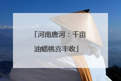 河南唐河：千亩油蟠桃喜丰收