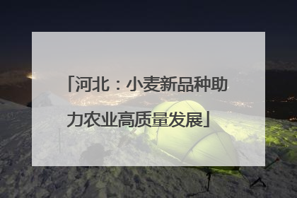河北：小麦新品种助力农业高质量发展