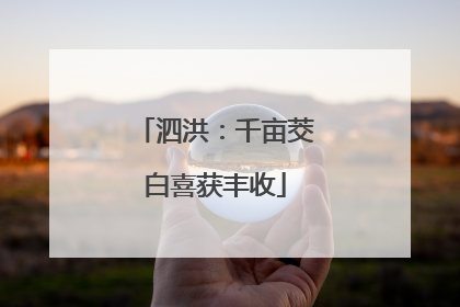 泗洪：千亩茭白喜获丰收