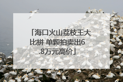 海口火山荔枝王大比拼 单颗拍卖出6.8万元高价