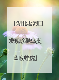 湖北老河口发现珍稀鸟类蓝喉蜂虎
