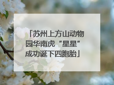 苏州上方山动物园华南虎“星星”成功诞下四胞胎