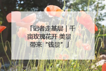 记者走基层｜千亩玫瑰花开 美景带来“钱景”