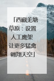 西藏羌塘草原：设置人工鹰架 让更多猛禽翱翔天空
