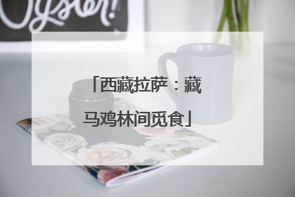 西藏拉萨：藏马鸡林间觅食