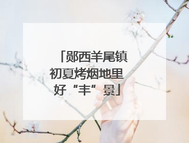 郧西羊尾镇初夏烤烟地里好“丰”景