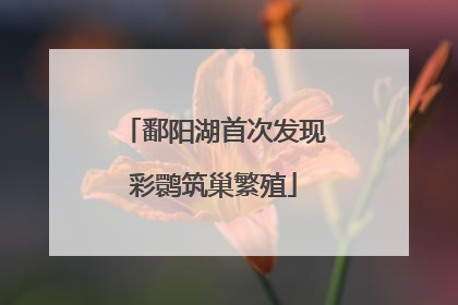 鄱阳湖首次发现彩鹮筑巢繁殖